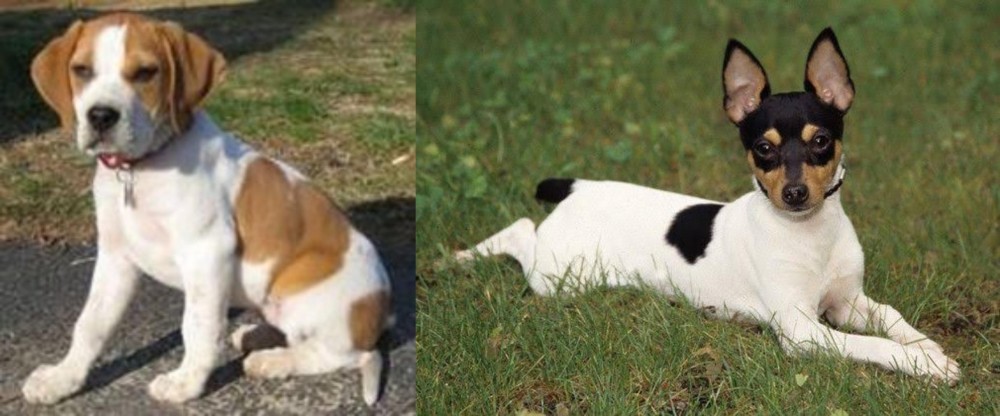 Toy Fox Terrier vs Francais Blanc et Orange - Breed Comparison