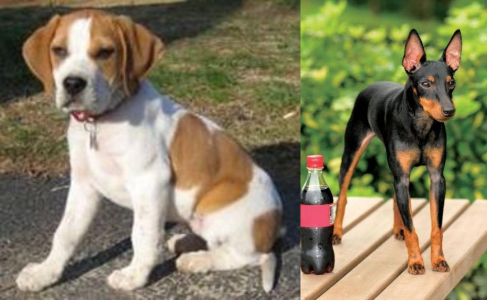 Toy Manchester Terrier vs Francais Blanc et Orange - Breed Comparison