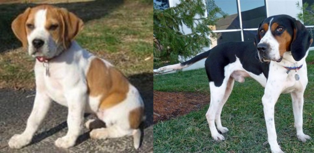 Treeing Walker Coonhound vs Francais Blanc et Orange - Breed Comparison