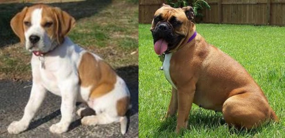Valley Bulldog vs Francais Blanc et Orange - Breed Comparison