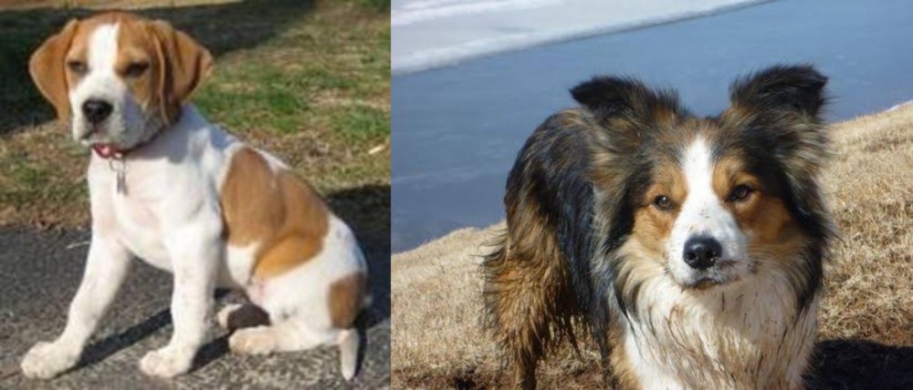Welsh Sheepdog vs Francais Blanc et Orange - Breed Comparison