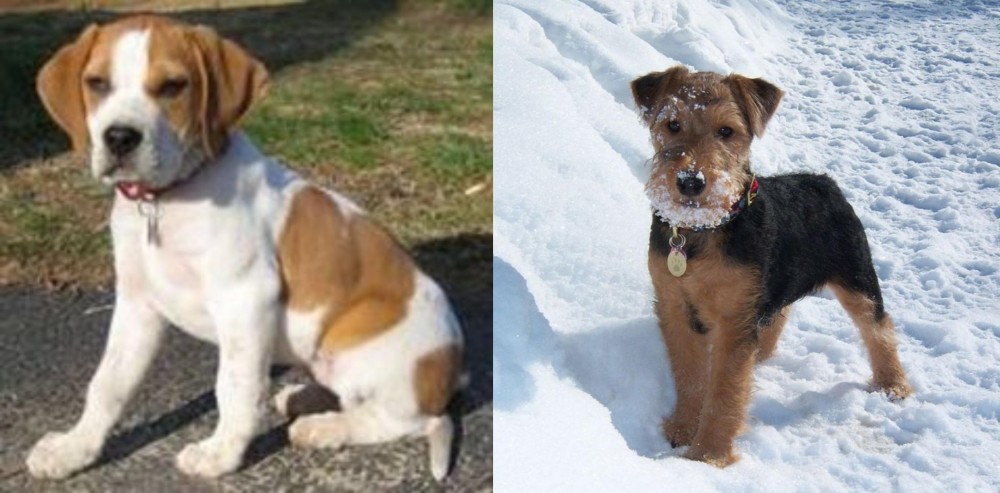 Welsh Terrier vs Francais Blanc et Orange - Breed Comparison