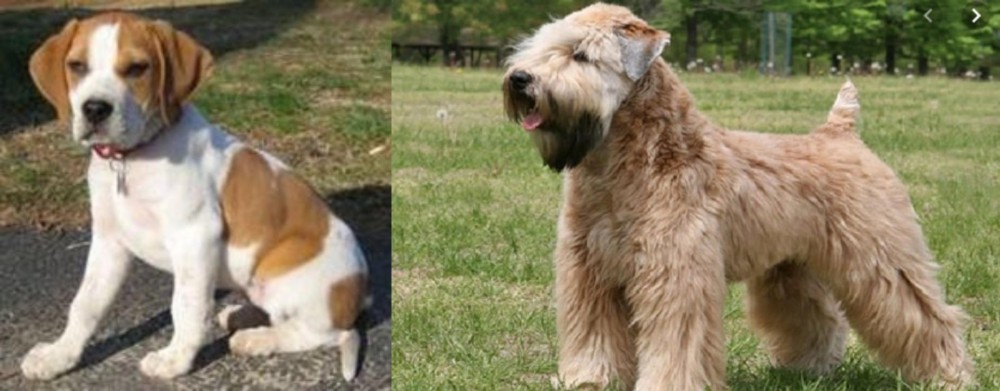 Wheaten Terrier vs Francais Blanc et Orange - Breed Comparison