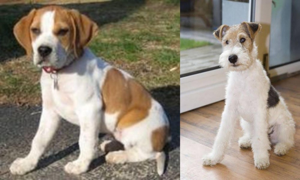 Wire Fox Terrier vs Francais Blanc et Orange - Breed Comparison