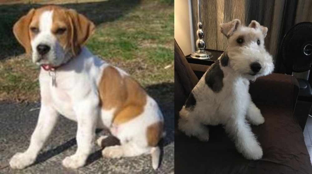 Wire Haired Fox Terrier vs Francais Blanc et Orange - Breed Comparison