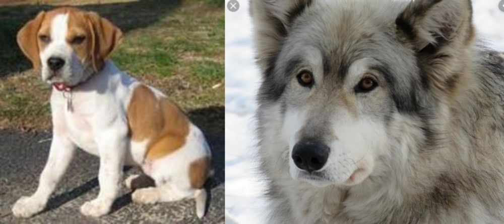 Wolfdog vs Francais Blanc et Orange - Breed Comparison