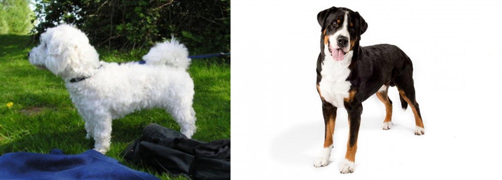 Greater Swiss Mountain Dog vs Franzuskaya Bolonka - Breed Comparison