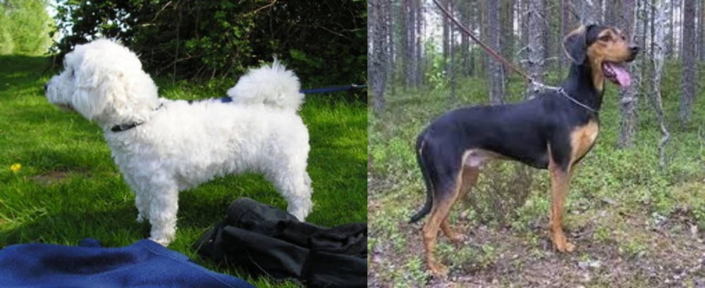 Greek Harehound vs Franzuskaya Bolonka - Breed Comparison