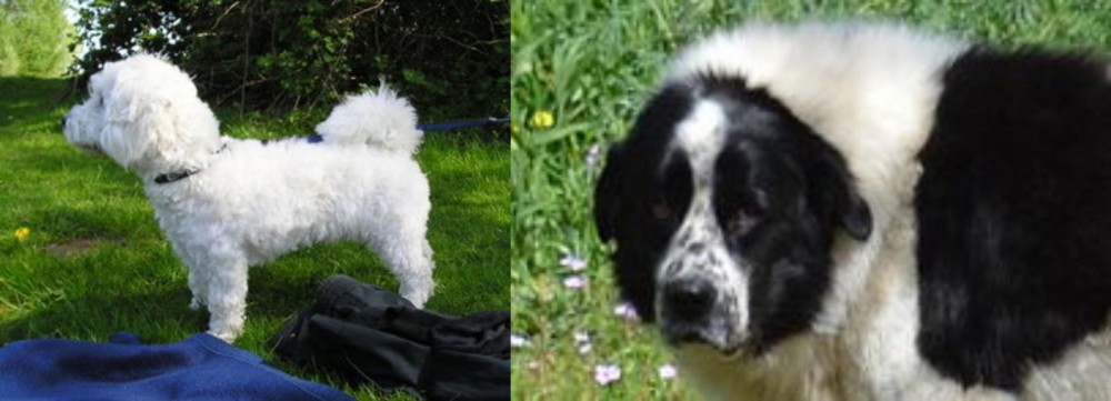 Greek Sheepdog vs Franzuskaya Bolonka - Breed Comparison