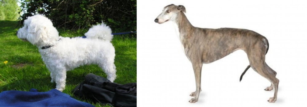 Greyhound vs Franzuskaya Bolonka - Breed Comparison