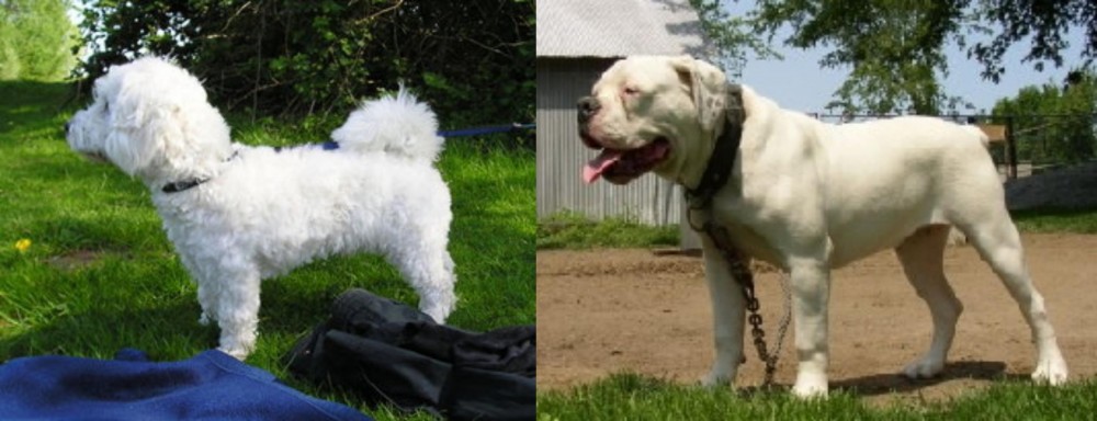 Hermes Bulldogge vs Franzuskaya Bolonka - Breed Comparison