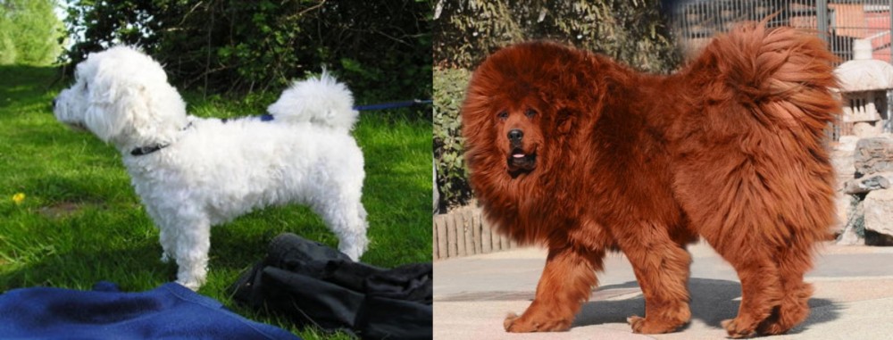 Himalayan Mastiff vs Franzuskaya Bolonka - Breed Comparison