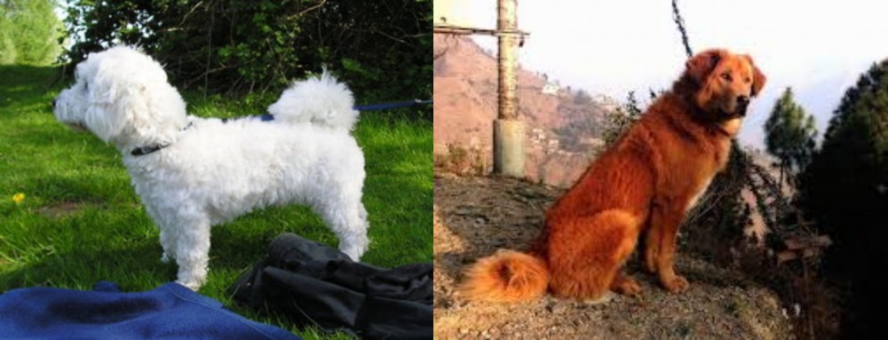 Himalayan Sheepdog vs Franzuskaya Bolonka - Breed Comparison