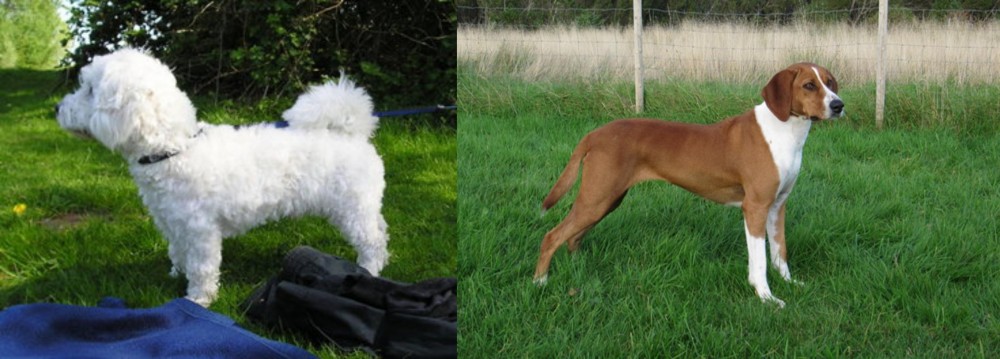 Hygenhund vs Franzuskaya Bolonka - Breed Comparison