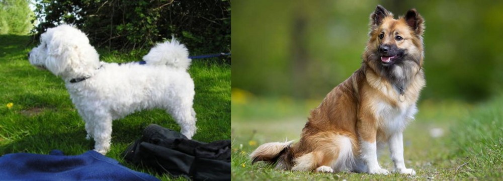 Icelandic Sheepdog vs Franzuskaya Bolonka - Breed Comparison