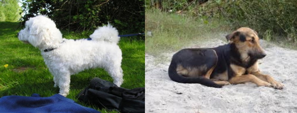 Indian Pariah Dog vs Franzuskaya Bolonka - Breed Comparison