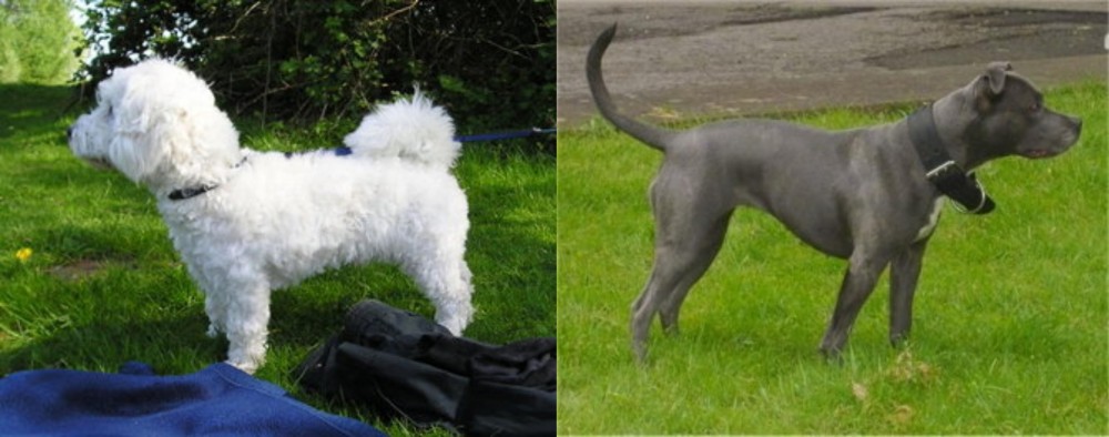 Irish Bull Terrier vs Franzuskaya Bolonka - Breed Comparison