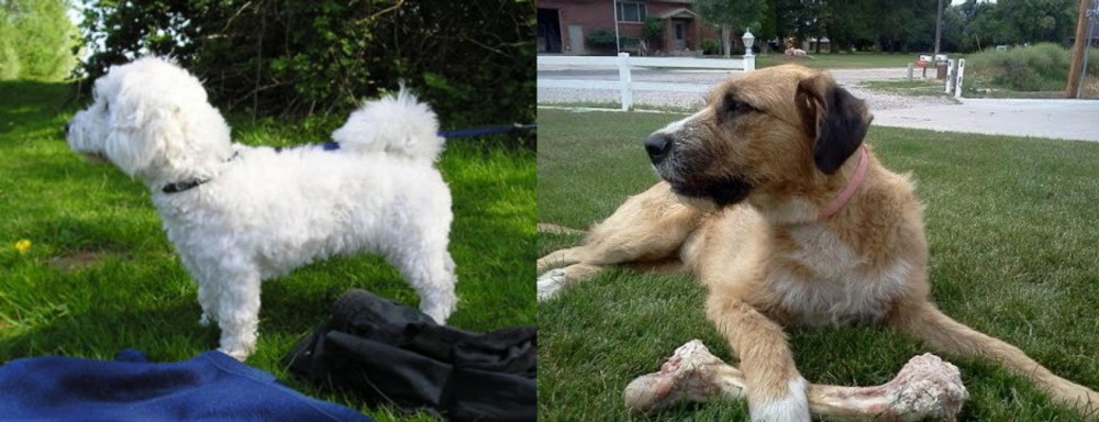 Irish Mastiff Hound vs Franzuskaya Bolonka - Breed Comparison