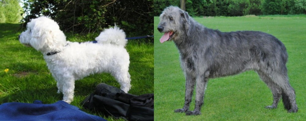Irish Wolfhound vs Franzuskaya Bolonka - Breed Comparison