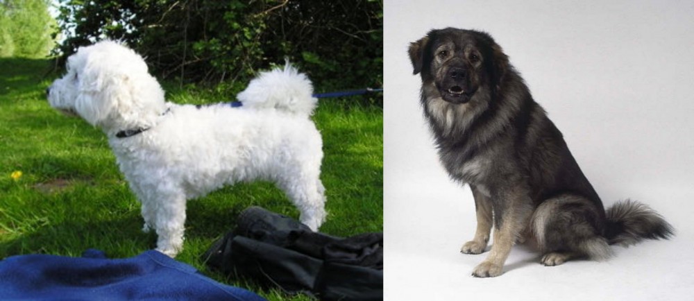 Istrian Sheepdog vs Franzuskaya Bolonka - Breed Comparison