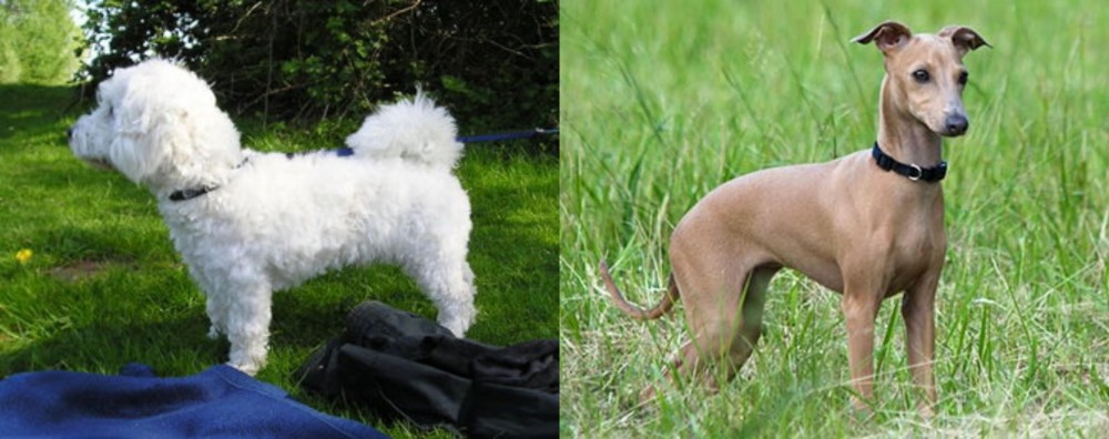 Italian Greyhound vs Franzuskaya Bolonka - Breed Comparison