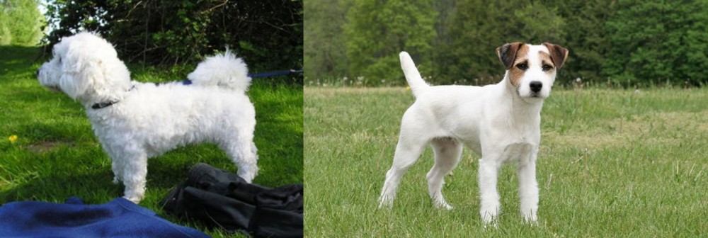 Jack Russell Terrier vs Franzuskaya Bolonka - Breed Comparison