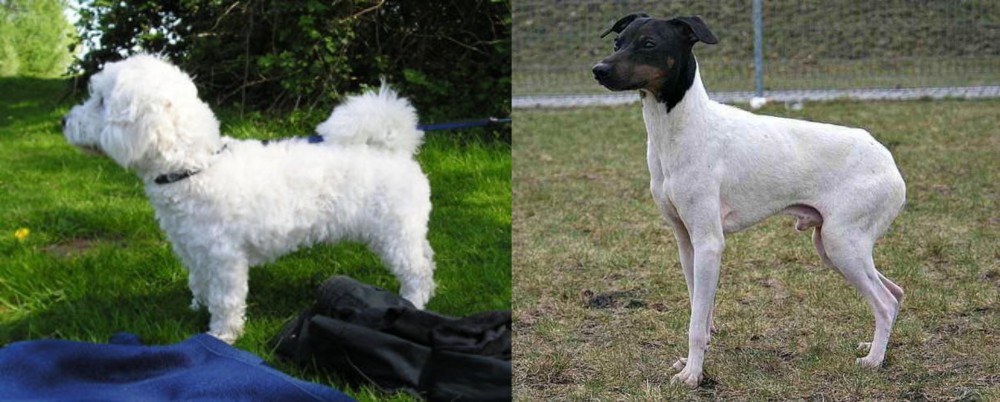 Japanese Terrier vs Franzuskaya Bolonka - Breed Comparison