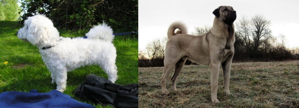 Kangal Dog vs Franzuskaya Bolonka - Breed Comparison