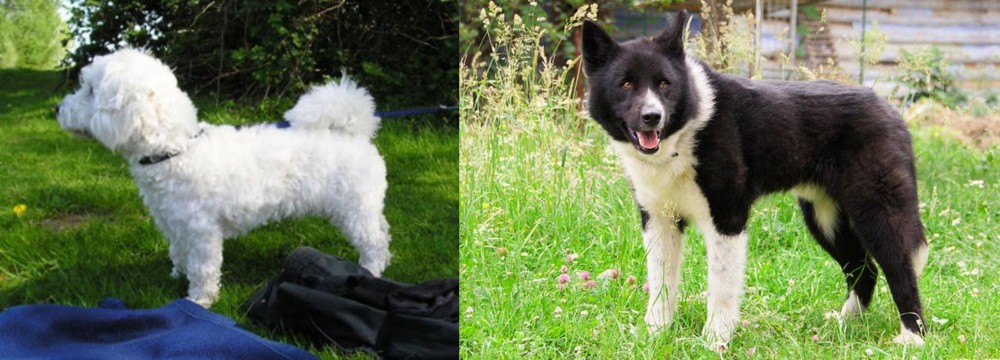 Karelian Bear Dog vs Franzuskaya Bolonka - Breed Comparison