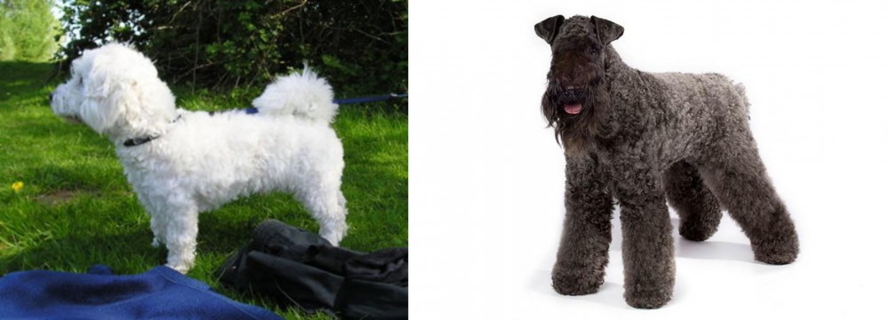 Kerry Blue Terrier vs Franzuskaya Bolonka - Breed Comparison