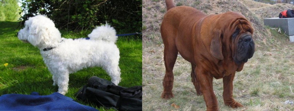 Korean Mastiff vs Franzuskaya Bolonka - Breed Comparison