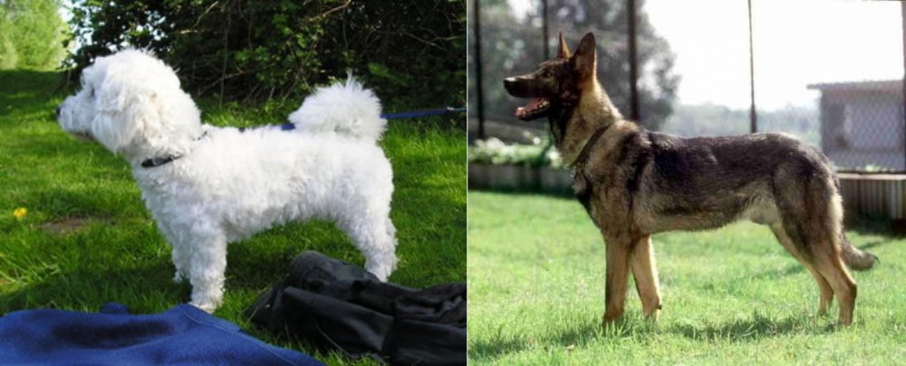 Kunming Dog vs Franzuskaya Bolonka - Breed Comparison