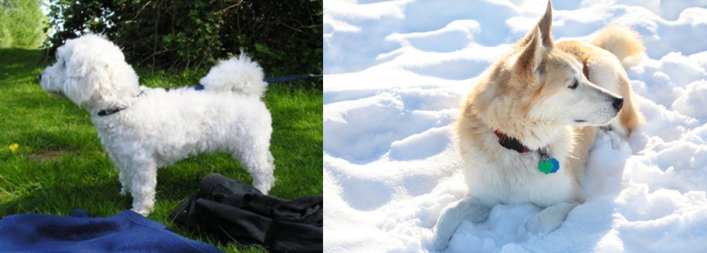 Labrador Husky vs Franzuskaya Bolonka - Breed Comparison