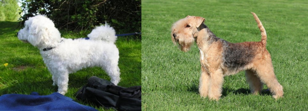 Lakeland Terrier vs Franzuskaya Bolonka - Breed Comparison