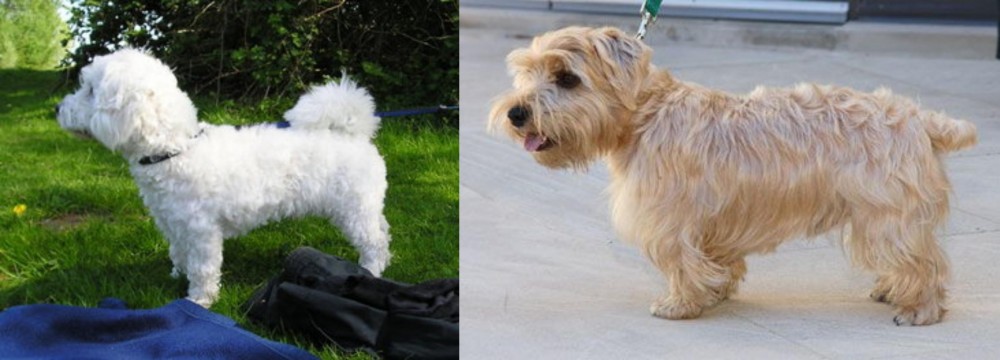 Lucas Terrier vs Franzuskaya Bolonka - Breed Comparison