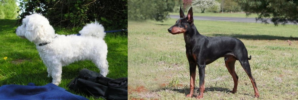 Manchester Terrier vs Franzuskaya Bolonka - Breed Comparison