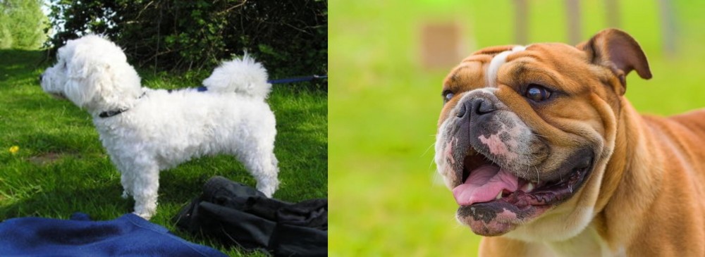 Miniature English Bulldog vs Franzuskaya Bolonka - Breed Comparison