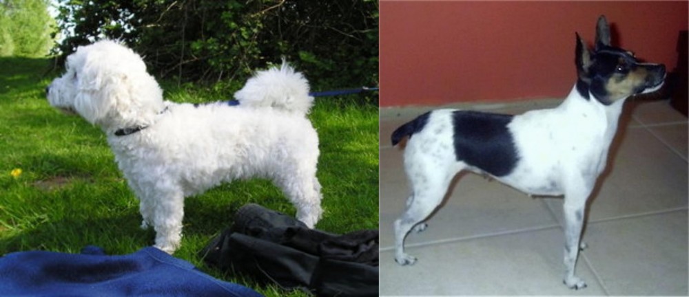 Miniature Fox Terrier vs Franzuskaya Bolonka - Breed Comparison