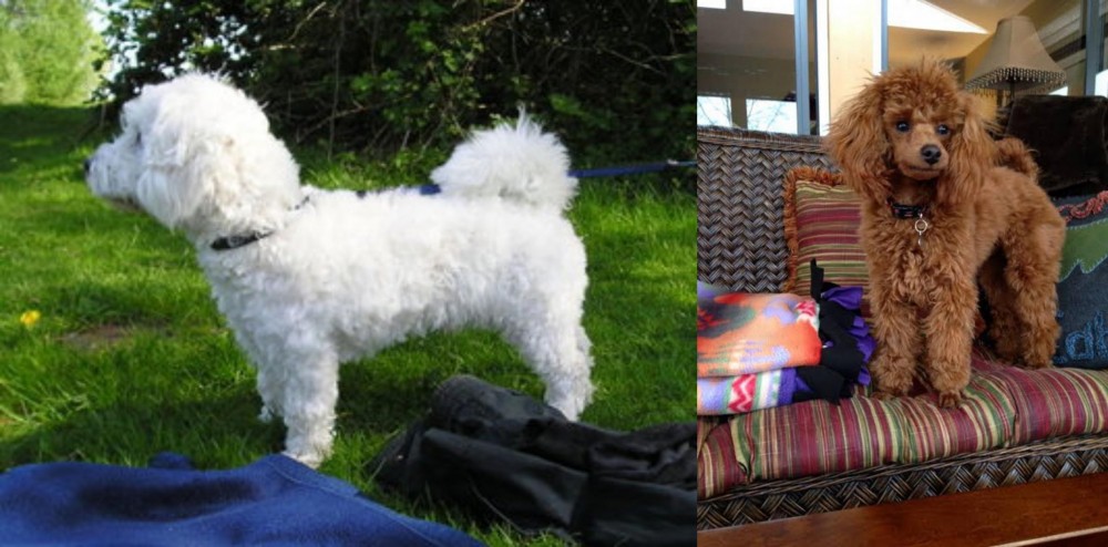 Miniature Poodle vs Franzuskaya Bolonka - Breed Comparison