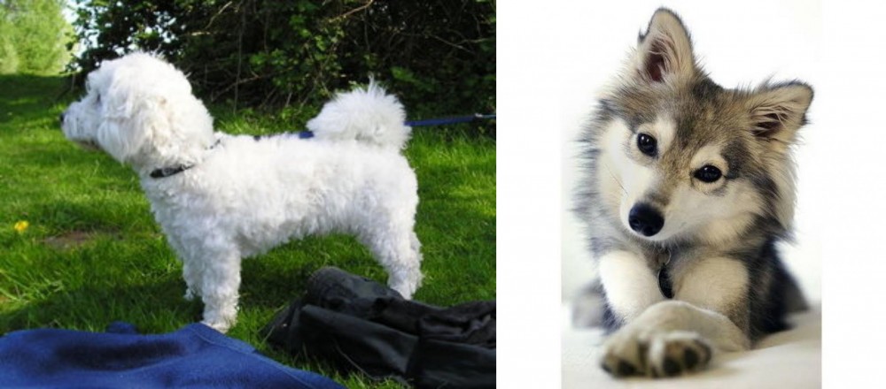 Miniature Siberian Husky vs Franzuskaya Bolonka - Breed Comparison