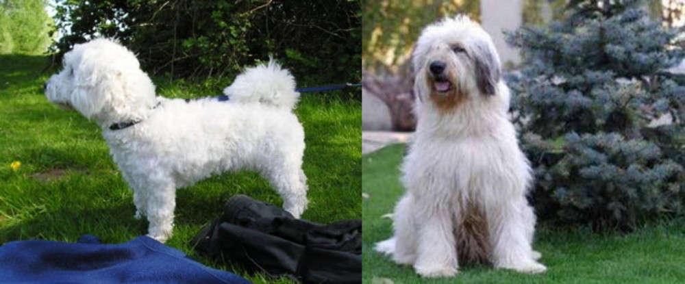 Mioritic Sheepdog vs Franzuskaya Bolonka - Breed Comparison