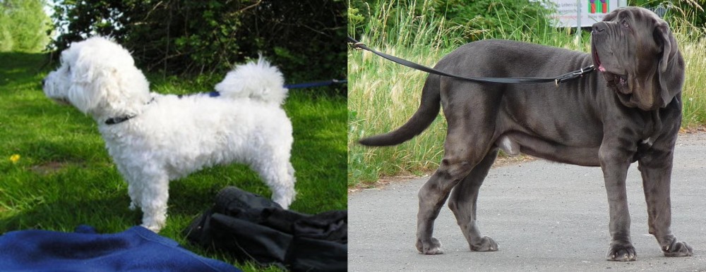 Neapolitan Mastiff vs Franzuskaya Bolonka - Breed Comparison