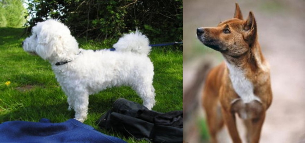 New Guinea Singing Dog vs Franzuskaya Bolonka - Breed Comparison