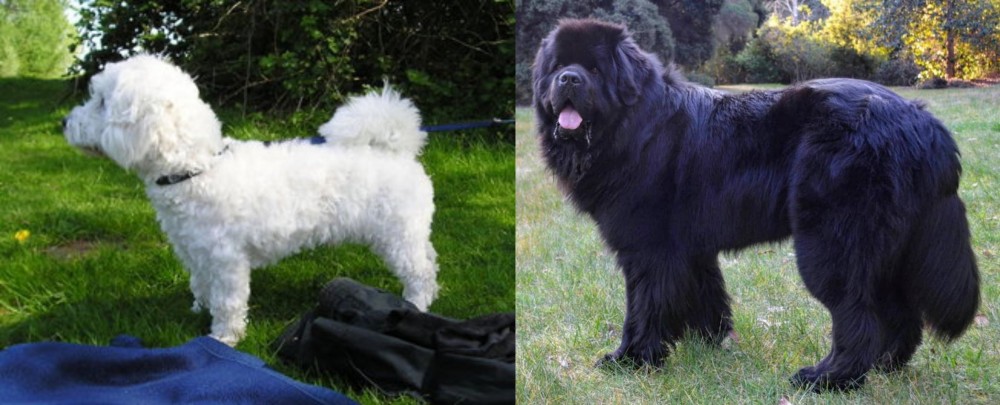 Newfoundland Dog vs Franzuskaya Bolonka - Breed Comparison