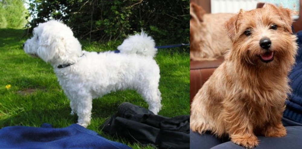 Norfolk Terrier vs Franzuskaya Bolonka - Breed Comparison