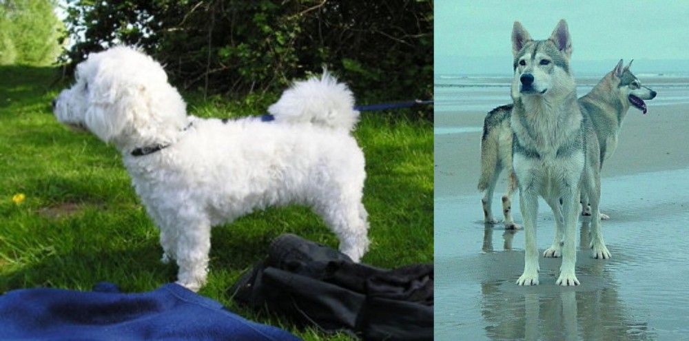 Northern Inuit Dog vs Franzuskaya Bolonka - Breed Comparison