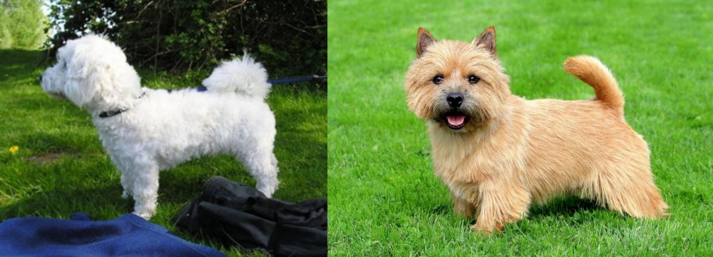 Norwich Terrier vs Franzuskaya Bolonka - Breed Comparison