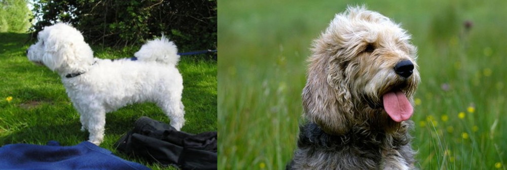 Otterhound vs Franzuskaya Bolonka - Breed Comparison