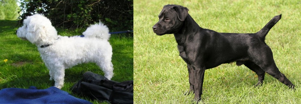 Patterdale Terrier vs Franzuskaya Bolonka - Breed Comparison