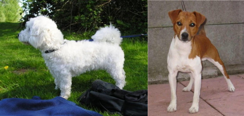 Plummer Terrier vs Franzuskaya Bolonka - Breed Comparison